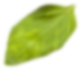 moringa leaf 2