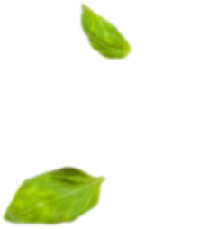 moringa leaf