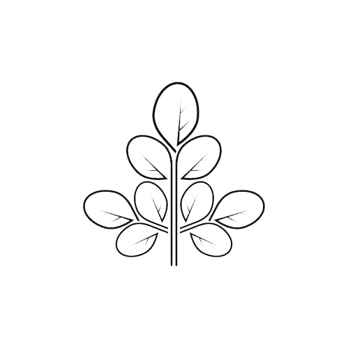 moringa leaf